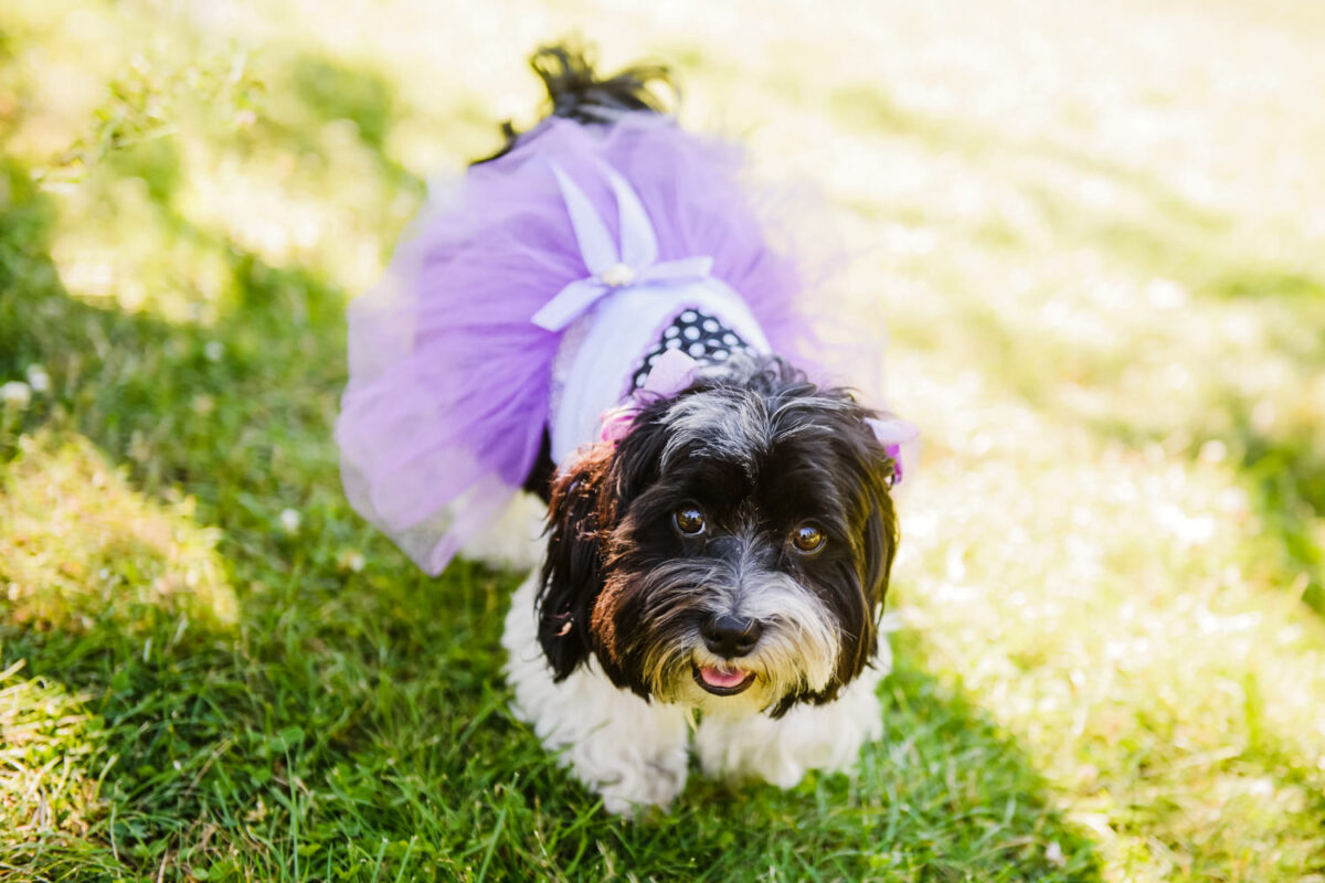 Cute dog as a flower girl at Bilston Creek Farm in Victoria BC