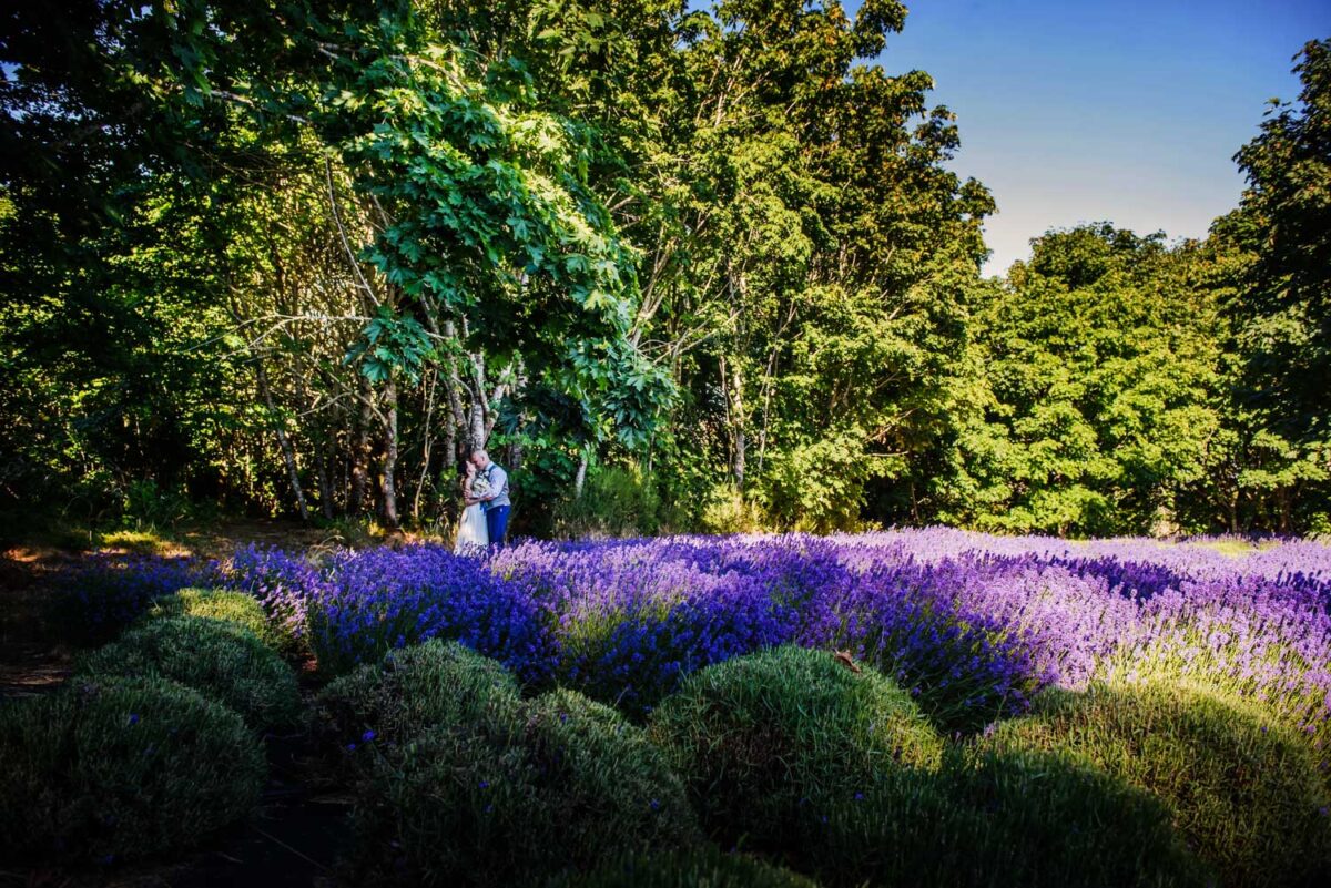 Victoria BC Lavender Farm portraits at Bilston Creek