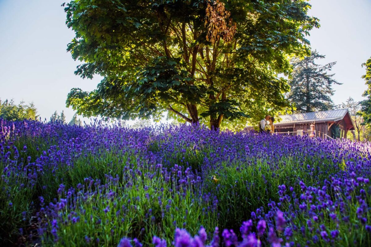 Victoria BC Lavender Farm portraits at Bilston Creek