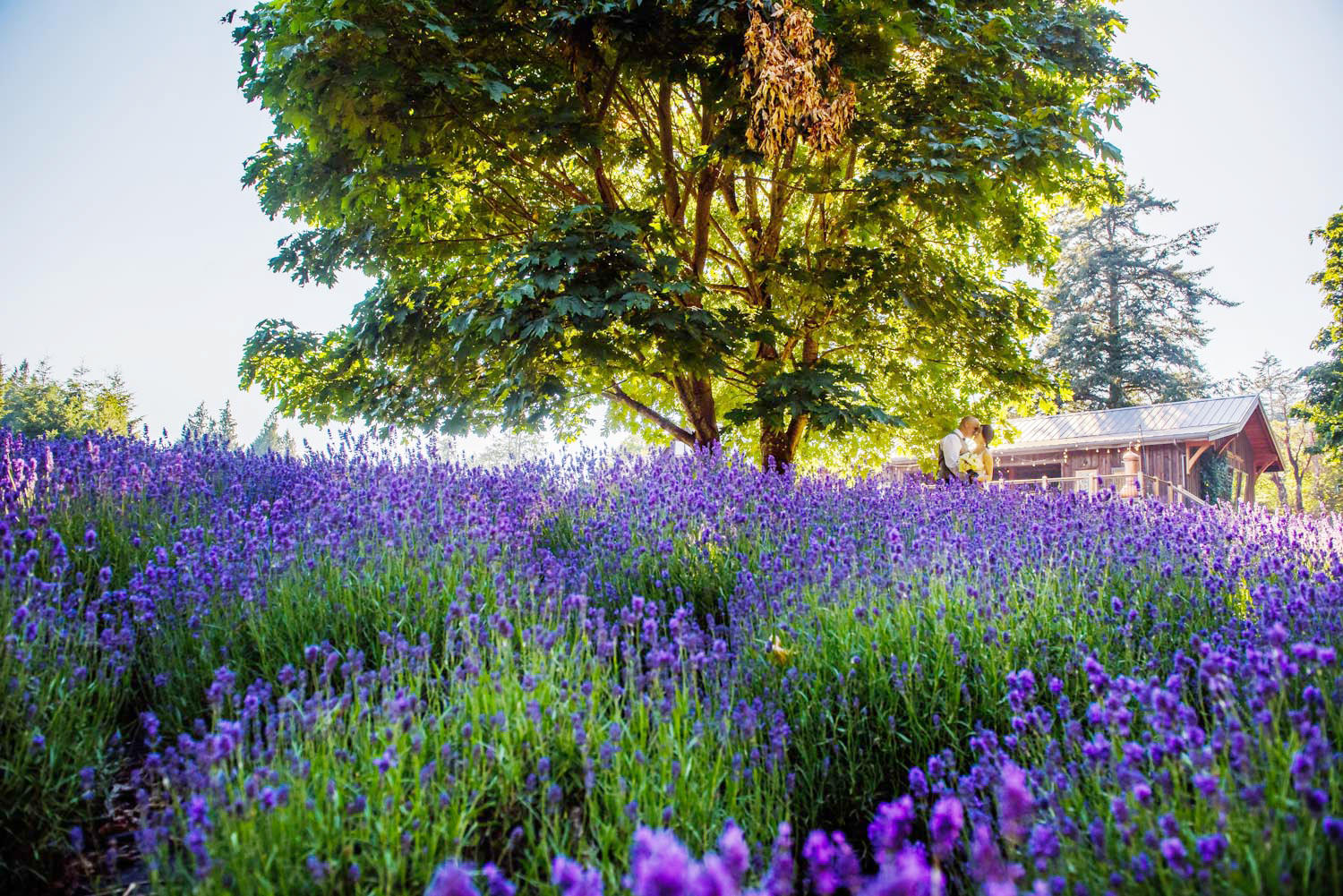 A wedding portrait at Bilston Creek Farm's lavender garden in Victoria BC