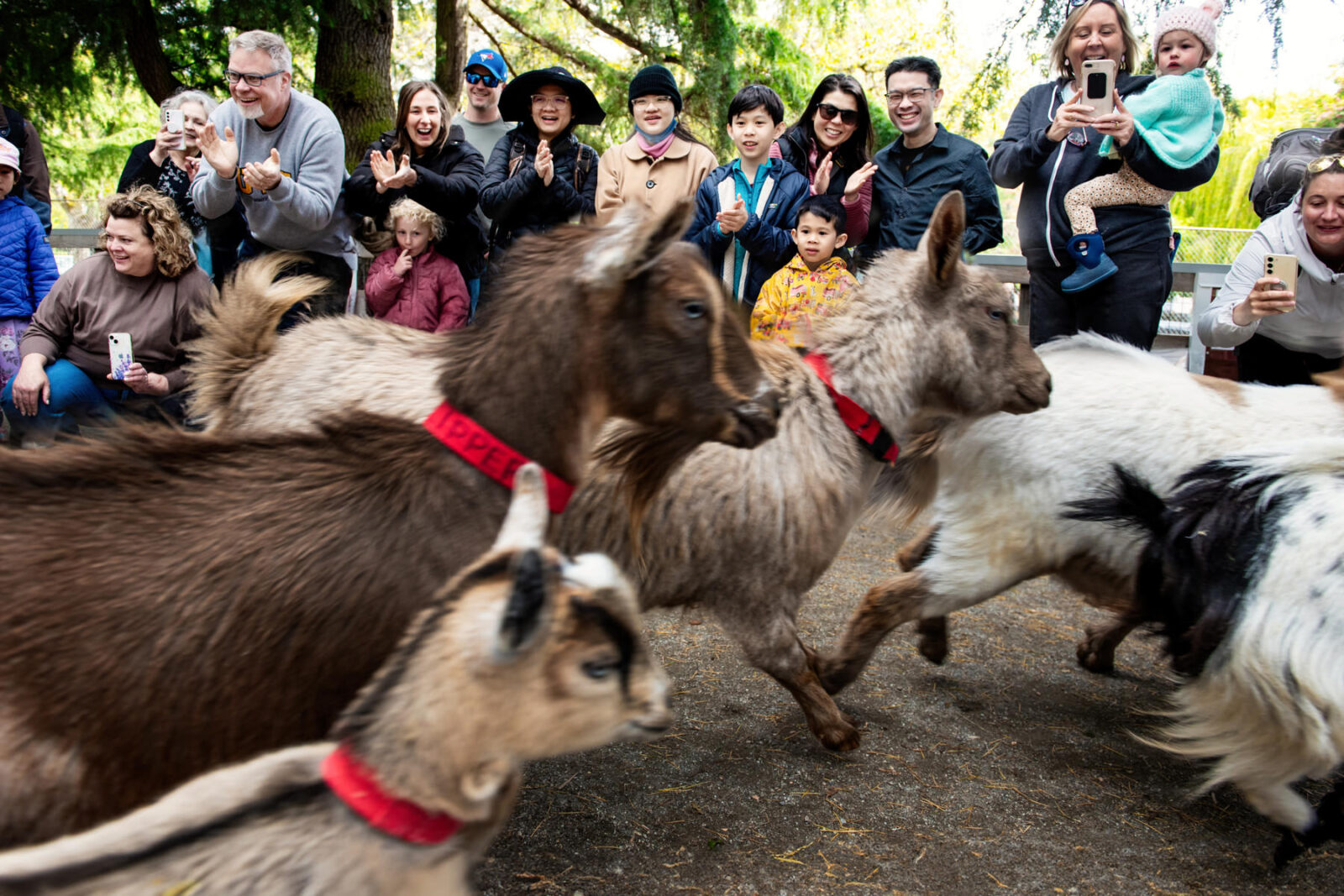 Stampede of goats goes by the crowd of families at the Beacon Hill Park Children's Petting Zoo. Taken by a professional photographer in Victoria BC