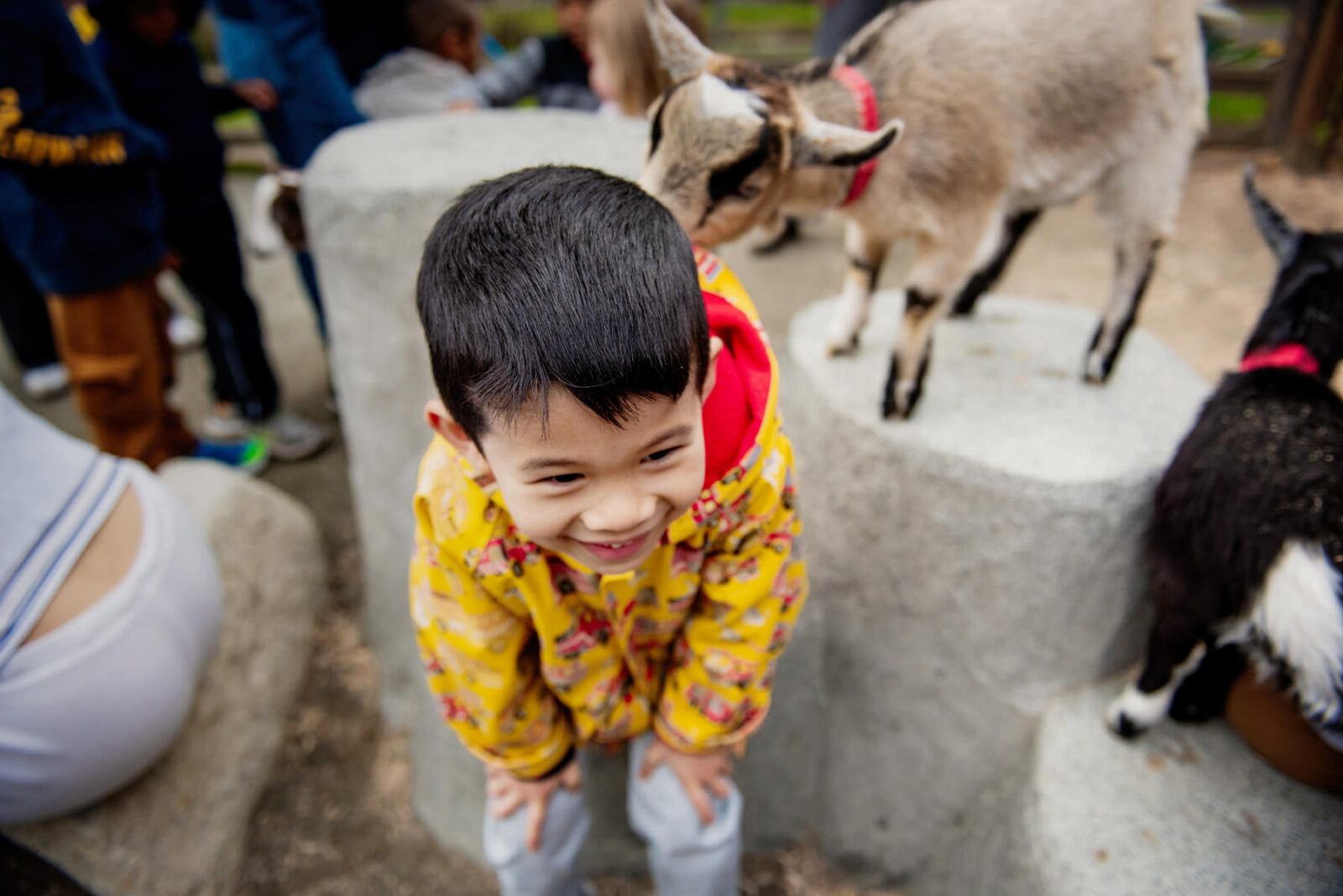 Child wearing a yellow jacket waiting for a goat to get on his back at the Beacon Hill Park Children's Zoo.