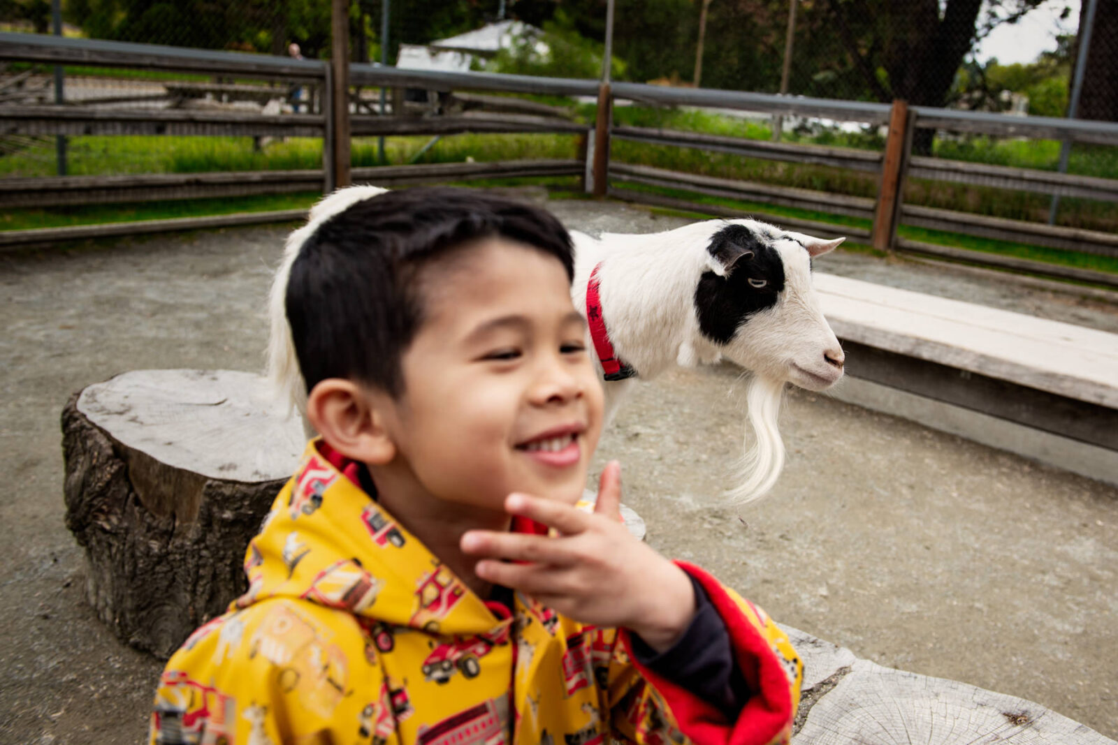 Documentary photo of a child in a yellow jacket in front of a goat at the Children's Farm in Beacon HIll Park Victoria BC