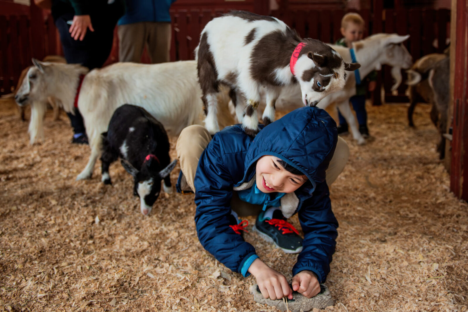 Child with a goat on his back wearing a blue coat inside the barn at the Children's Farm at Beacon Hill Park in Victoria BC. Taken by a professional family portrait photographer.