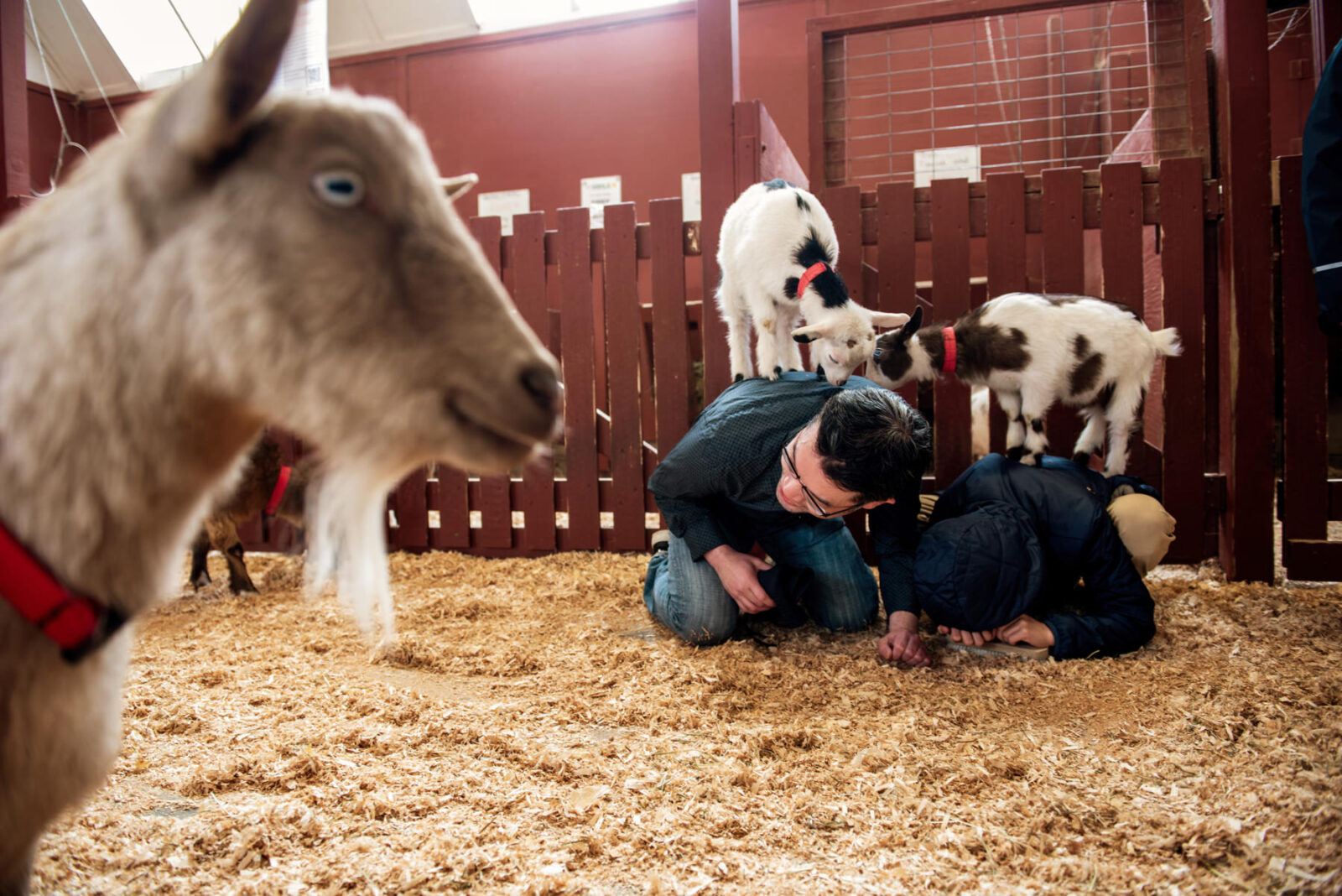 A father and son play with two goats on their backs at the Beacon Hill Park Children's Farm in Victoria BC.