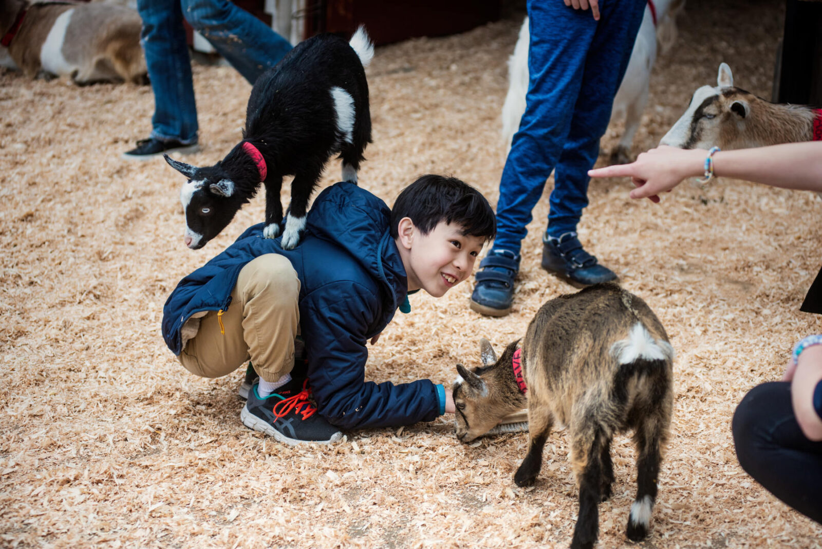 Beacon Hill Children's farm photo of a child in the early summer with a goat on his back. This photo was taken in Victoria BC